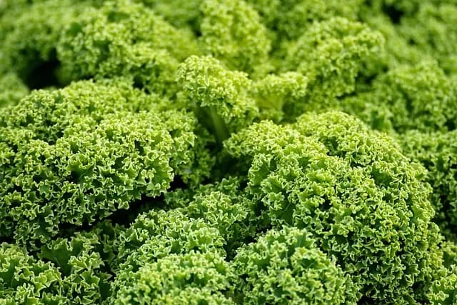 Common Vegan Myths Debunked: A Comprehensive Buying Guide