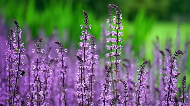 Guide d'achat des meilleures plantes d'intérieur