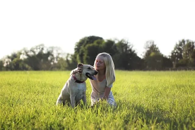 Best Orthopedic Dog Beds Buying Guide