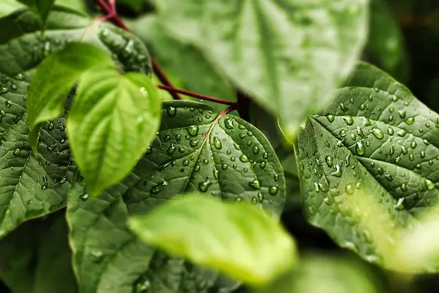 The Ultimate Guide to Eco-Friendly Paint