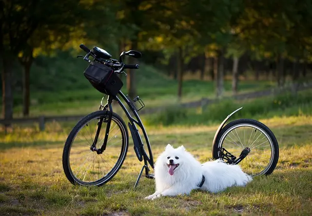 Best Pet Beds for Dogs: A Comprehensive Buying Guide