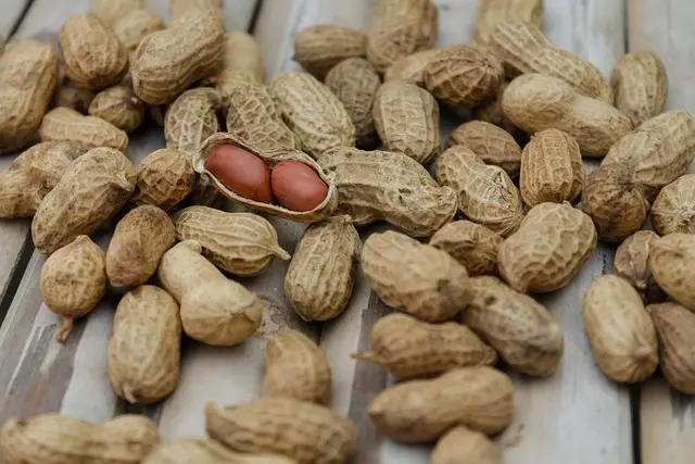 Porównanie diet zwierząt mięsożernych - Przewodnik zakupu
