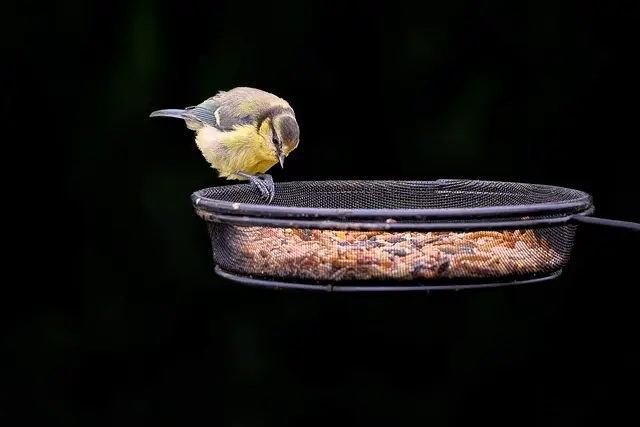 Best Automatic Cat Feeders: Complete Buying Guide