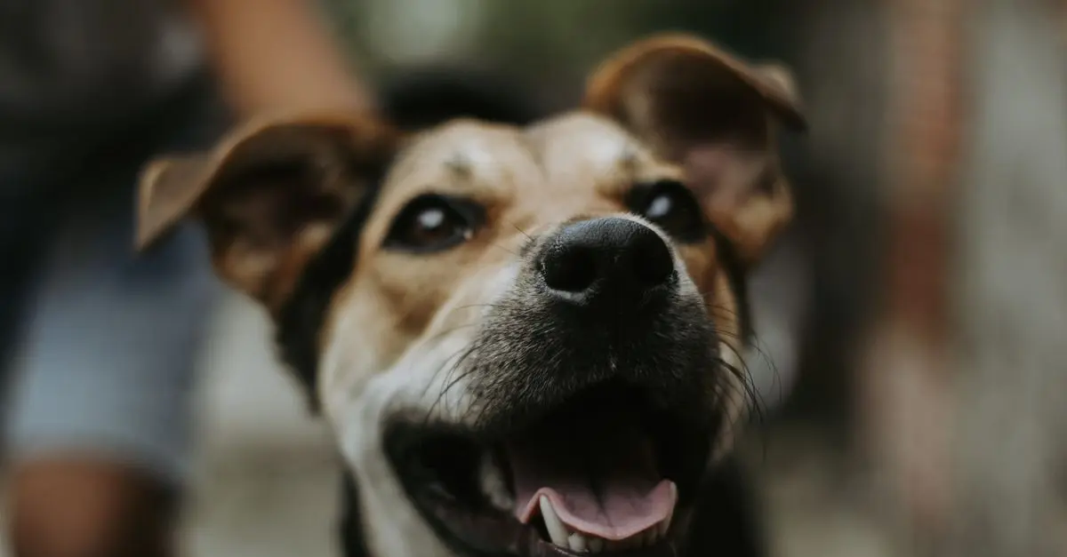 Best Flea Treatments for Dogs