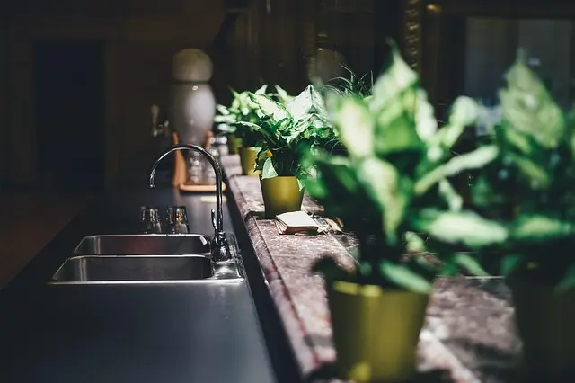Guía de Compra: Plantas Interiores