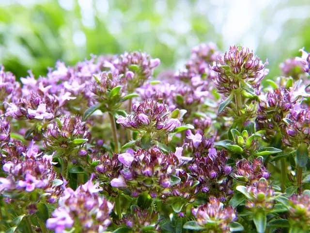 Guide d'achat des remèdes en phytothérapie