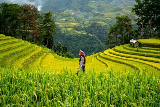 Meilleur investissement en agriculture urbaine - Guide d'achat