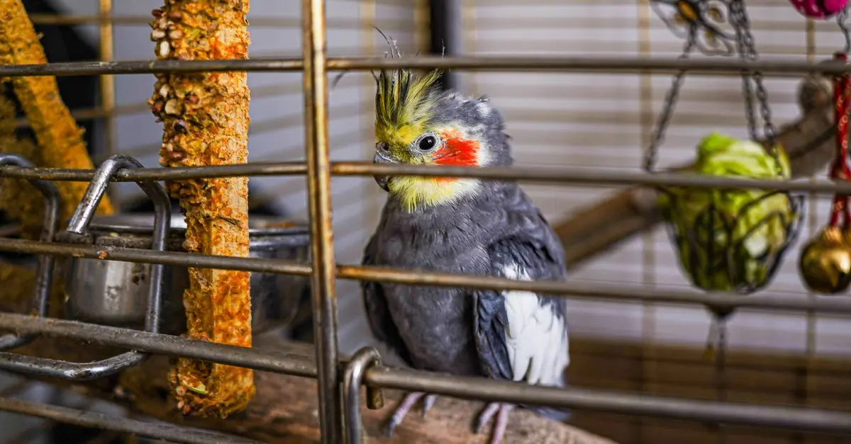 Ultimate Guide to Indoor Pet Enclosures